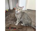 Adopt Nala a Domestic Shorthair / Mixed cat in Lexington, KY (41017659)