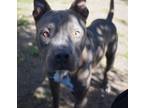 Adopt Royce a American Staffordshire Terrier / Mixed dog in Mobile