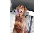 Adopt Charlotte a Red/Golden/Orange/Chestnut Australian Shepherd / Labrador