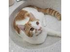 Adopt Brennan a Orange or Red Domestic Shorthair / Mixed Breed (Medium) / Mixed