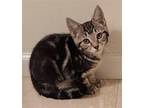 Adopt Paige Callahan a Brown Tabby Domestic Shorthair / Mixed (short coat) cat