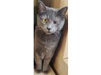 Adopt Benny a Gray or Blue Domestic Shorthair / Mixed (short coat) cat in Cuba