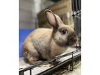 Adopt Meryl Streep a Tan Harlequin / Other/Unknown / Mixed rabbit in Belleville