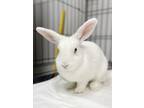 Adopt Elsa a White Dwarf / Mini Lop / Mixed (short coat) rabbit in Belleville