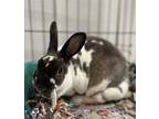 Adopt Dallas a White Rex / Mixed rabbit in Belleville, ON (41016933)