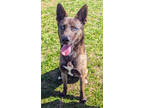 Adopt Hemi a Brown/Chocolate Husky / German Shepherd Dog / Mixed (short coat)