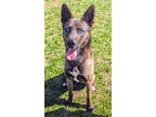 Adopt Hemi a Brown/Chocolate Husky / German Shepherd Dog / Mixed dog in