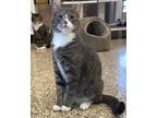 Adopt C24-04 Altair a Domestic Shorthair / Mixed (short coat) cat in Columbia