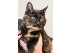 Adopt Beatrice a Tortoiseshell Domestic Shorthair (short coat) cat in HARRISON