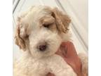 Mutt Puppy for sale in Waddell, AZ, USA