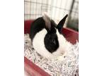 Adopt Prue a White Dwarf / Satin / Mixed (short coat) rabbit in Belleville