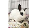 Adopt Emma a White English Spot / Satin / Mixed (short coat) rabbit in
