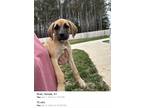 Adopt River a Tan/Yellow/Fawn - with Black Black Mouth Cur / Mixed Breed