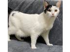 Adopt Nina a White Domestic Shorthair / Mixed Breed (Medium) / Mixed (short