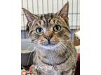 Adopt Keegan a Tiger Striped Domestic Shorthair (short coat) cat in Colfax