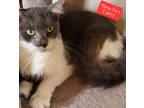 Adopt Fern a Gray or Blue Domestic Longhair (long coat) cat in Auburndale
