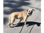 Adopt Maddie (Foster Care) a Tan/Yellow/Fawn - with Black Labrador Retriever /