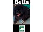 Adopt Bella a Black - with White Pekingese / Mixed dog in Fallston