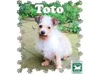 Adopt Toto a Tan/Yellow/Fawn Terrier (Unknown Type, Medium) / Mixed dog in