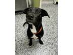 Adopt Sadie a Black Labrador Retriever / Mixed dog in Vincennes, IN (41016504)