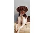Adopt Milo a Brown/Chocolate - with White Beagle / Mixed dog in Riverview