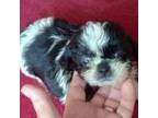 Shih Tzu Puppy for sale in Ashland, AL, USA