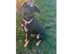 Adopt Mia a Doberman Pinscher / German Shepherd Dog / Mixed dog in Pittsfield