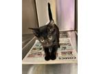Adopt Zucchini a Domestic Shorthair / Mixed (short coat) cat in Shreveport
