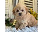 Shih-Poo Puppy for sale in Bloomfield, IA, USA