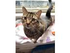 Adopt Trixie a Domestic Shorthair / Mixed (short coat) cat in Shreveport