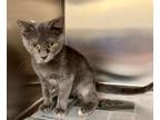 Adopt Titania / Meir a Domestic Shorthair / Mixed (short coat) cat in