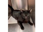 Adopt Shelly a Domestic Shorthair / Mixed (short coat) cat in Shreveport