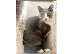 Adopt Mokeybear a Domestic Shorthair / Mixed (short coat) cat in Shreveport