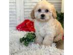 Shih-Poo Puppy for sale in Bloomfield, IA, USA