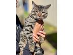 Adopt Tiger a Domestic Shorthair / Mixed (short coat) cat in Jackson