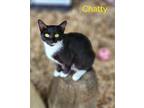 Adopt Chatty a Domestic Shorthair / Mixed (short coat) cat in Cambridge