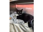 Adopt Chatty a Domestic Shorthair / Mixed (short coat) cat in Cambridge