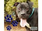 Adopt Summit a Black American Pit Bull Terrier / Golden Retriever / Mixed (short