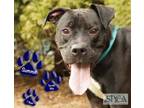 Adopt Summit a Black American Pit Bull Terrier / Retriever (Unknown Type) /