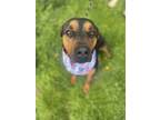 Adopt Lux a Black - with Tan, Yellow or Fawn Rottweiler / Coonhound dog in