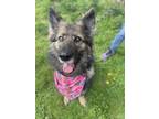 Adopt Mollie Beth a Black - with Tan, Yellow or Fawn German Shepherd Dog dog in