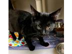 Adopt Licorice a Domestic Shorthair / Mixed (short coat) cat in Tiffin