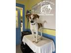 Adopt Maya a White - with Brown or Chocolate Jack Russell Terrier / Hound