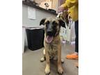 Adopt Kali a Brown/Chocolate - with Black Shepherd (Unknown Type) / Mixed Breed
