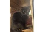 Adopt Effy a Spotted Tabby/Leopard Spotted Domestic Shorthair / Mixed cat in