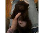 Pomeranian Puppy for sale in Greenville, MS, USA