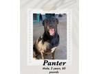 Adopt Panter a Black - with White Labrador Retriever / Smooth Fox Terrier dog in