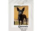 Adopt Queenie a Black Dutch Shepherd dog in Lukeville, AZ (40725740)