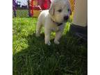 Golden Pyrenees Puppy for sale in Mount Vernon, WA, USA