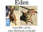 Adopt Eden a Terrier (Unknown Type, Small) / Mixed dog in Albany, GA (41015797)